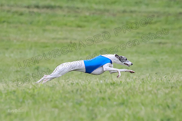 Prelim Open E4, Shelby GG Aria-9146
