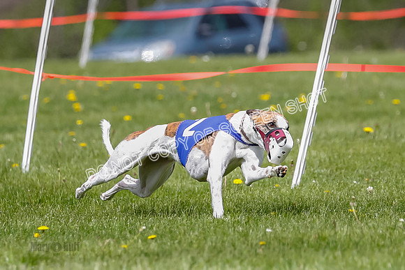 NOTRA Program 2, Race 3, Picanha Bibi Watson-2