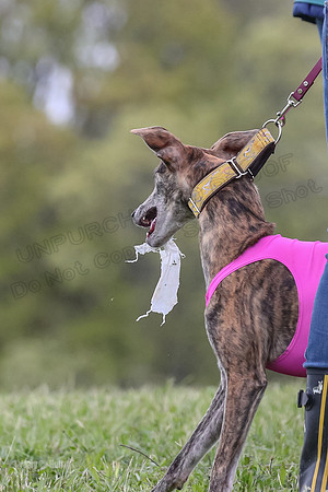 Finals Open E4, Sunshine Siren Shadow-1183