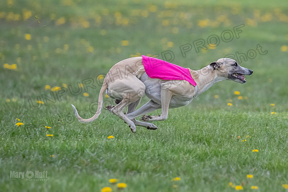 1 Prelim Open E4 Encore Fandom-6632