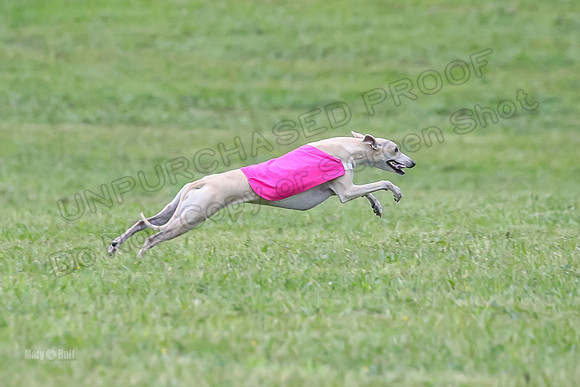 Prelim Open B3, Tusi Dany Tails-8470