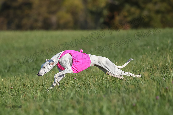 1 Prelims Vet 1 Izzy Dawn-9138