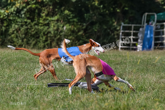 Open Prelim B1, Libby, Rogue, Penny-7786