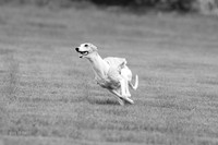 Prelims Misty-0634-2