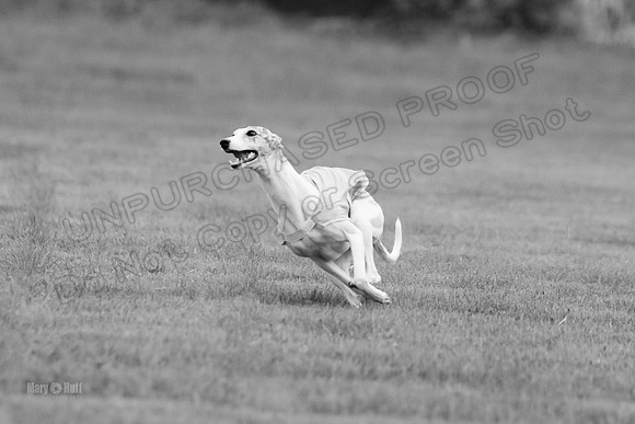 Prelims Misty-0634-2