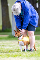 Basenji