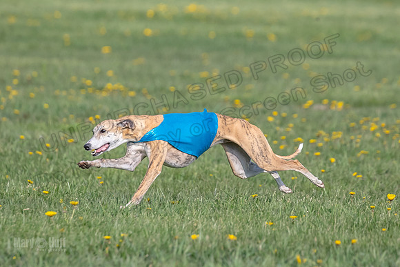 1Prelims Open E2 Lyra Fennec Mocha-0763