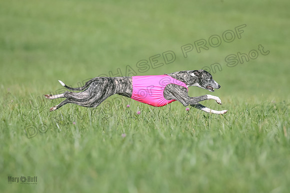 1 Prelims Fch B2 Cooper Prim Treble-9759