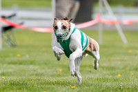 WRA, Prg 1, Race 1, Puppy, Sprig Gnocchi-8231