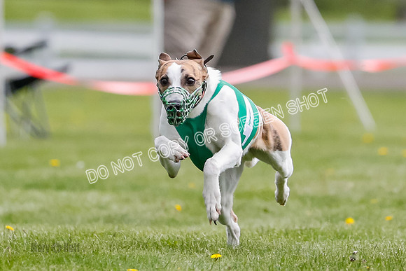 WRA, Prg 1, Race 1, Puppy, Sprig Gnocchi-8231