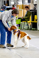 59, ulti mutts- milwaukee dogs