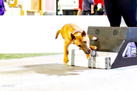 47, preflight, k9 wrecking ballz