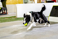 59, rapid intense a flyrs, ruff position