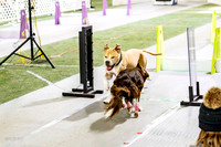 77, bordering on insanity- k9 wrecking ball