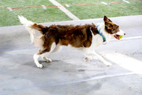 80, bordering on insanity- k9 turn n burn