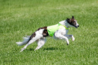 Silken Windhound Prelim, Finnegan-2979