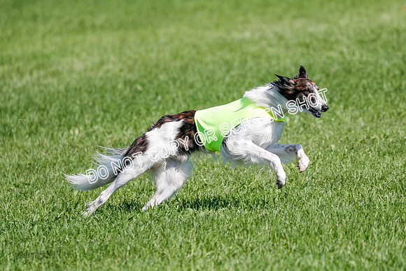 Silken Windhound Prelim, Finnegan-2979