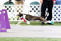 19, asylum unleashed0 ruff position