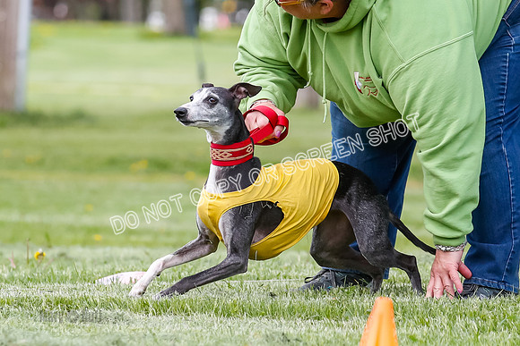 Finals, Veteran, Winnie-8907