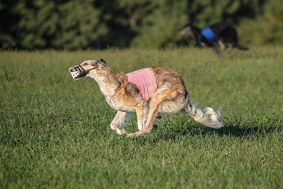 1 Prelims Vet 1 Yaro Chase Zip-3081
