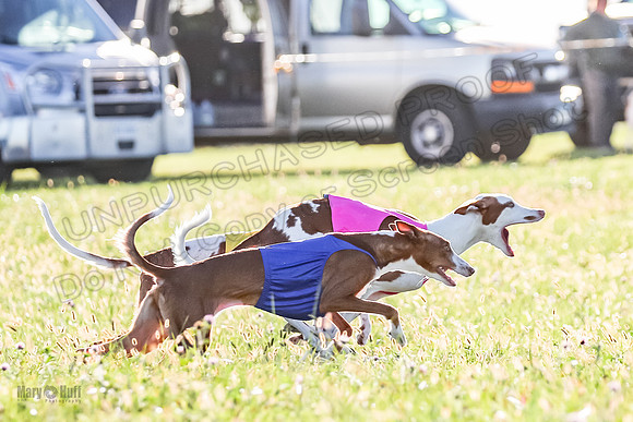 1 Prelims Open 1 Jagger Forrest Maverick-3479