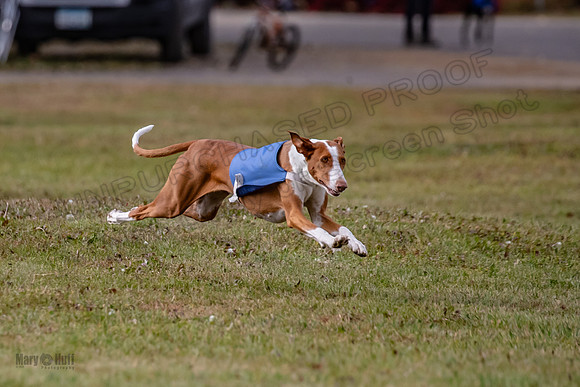 Finals Fch 2 Beastie Willow Ginny-3180