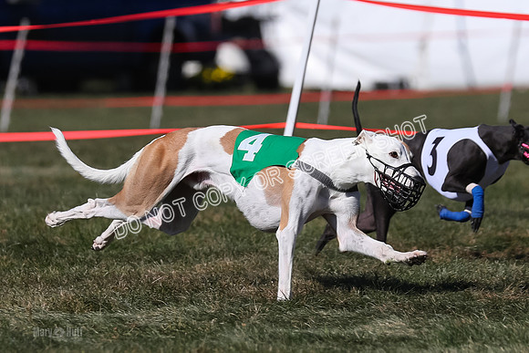Prg 4, Race 9, Rarity Java Power Buzzsaw-2669