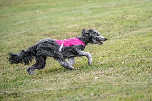 1 Prelims Ellie-1937