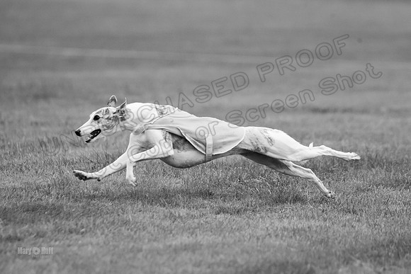 Prelims Misty-0639-2