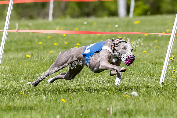 NOTRA Program 2, Race 5, Flora Java Victor Tsunami-2-5