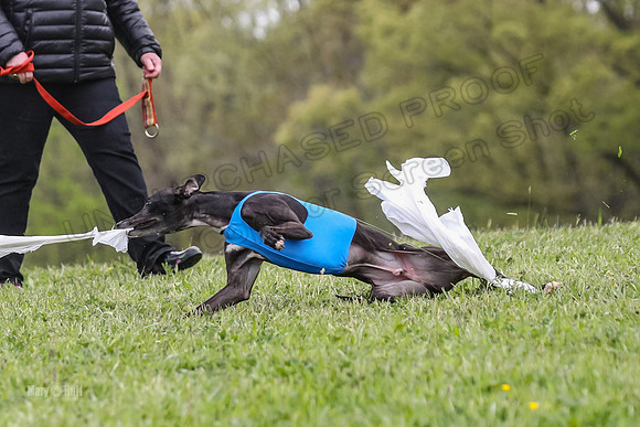Finals Open C3, Sparky Margot Shine-0731