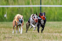 Prg 2, Race 4, Marty, Bogie, Denim, Meatloaf, Blaze, Raz-2-4