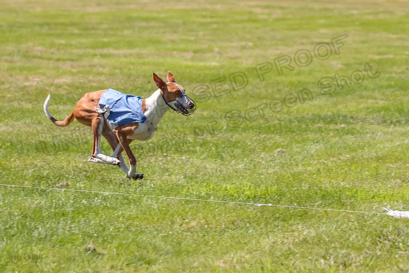 Finals Fch 1 Willow Penny Madyson-8270