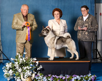 Elkhound 2020-1037