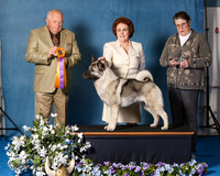 Elkhound 2020-1036