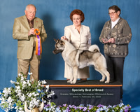 Dog Shows