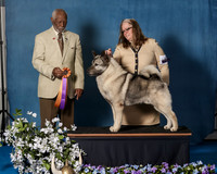 Elkhound 2020-1168