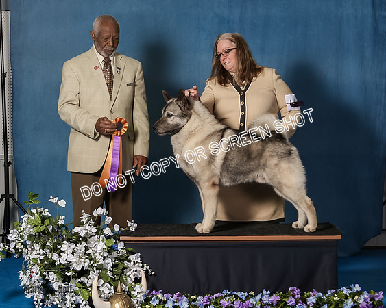 Elkhound 2020-1169