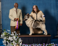 Elkhound 2020-1167