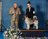 Elkhound 2020-1092