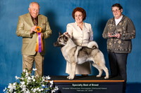 Elkhound 2020-1037-Edit