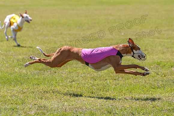 Finals Fch 1 Willow Penny Madyson-8258