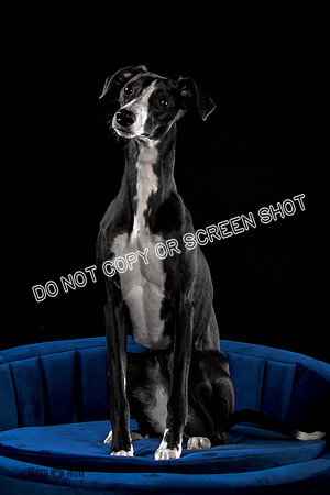 Puck 5.23.2020-1210-Edit