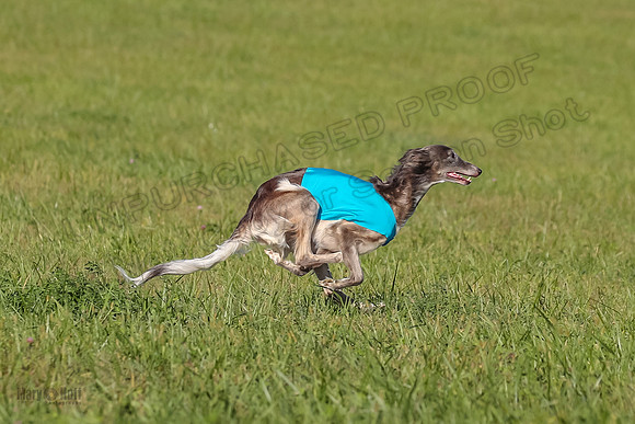 1 Prelims Fch 1 Kelso Wiings Foxy-5569