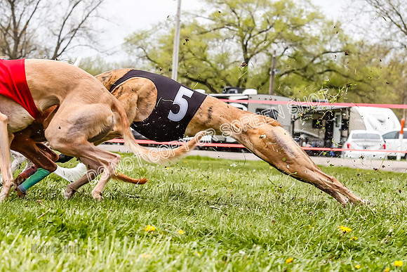 WRA, Prg 3, Race 11, Whammy Rogue Jigsaw Bookie Navi Chase-9264
