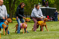Rhodesian Ridgeback