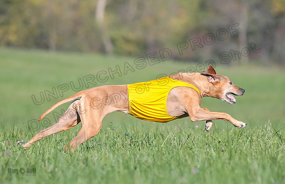 1 Prelims Vet 2 Xena Libby-5338