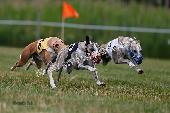 Prg 2, Race 4, Marty, Bogie, Denim, Meatloaf, Blaze, Raz-1002