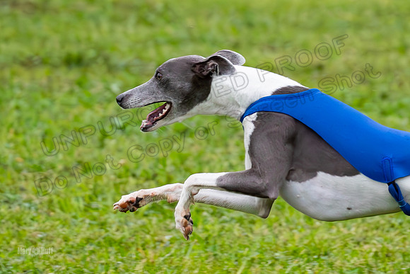 Prelims Open A2, Poppy Mateo Misty-3227