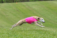Prelim Veteran 1, Akela Ricky Bobby Blue-6260